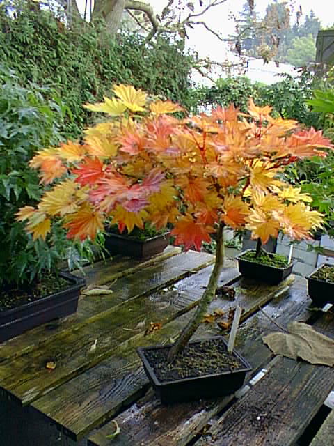 Acer Japonicum Aureum