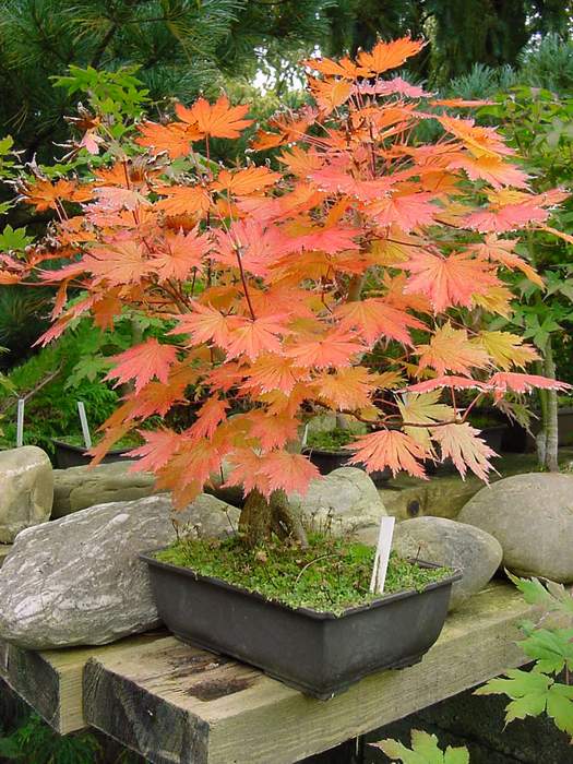 acer pseudo siebold.