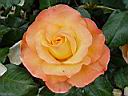 apricot_silk.JPG