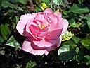 bordure_rose.JPG