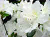 azalea palestrina.JPG (40660 octets)