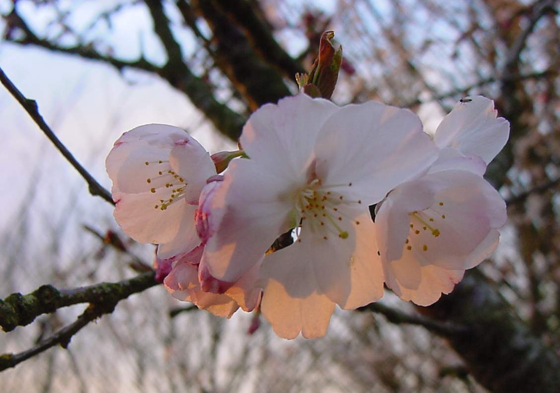 http://www.mytho-fleurs.com/images/prunus_japonais/pr%20minona%20fleur.JPG 